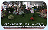 Fiere Albert Plants
